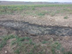 Выявлено снижение показателей плодородия на землях сельскохозяйственного назначения