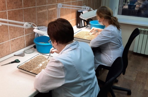 В партии нута из Перелюбского района обнаружены семена горчака