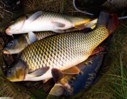  Возбудитель аэромоноза не выделен