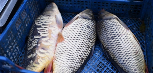 Саратовская МВЛ проводит ветеринарно-санитарную экспертизу рыбы и рыбной продукции 