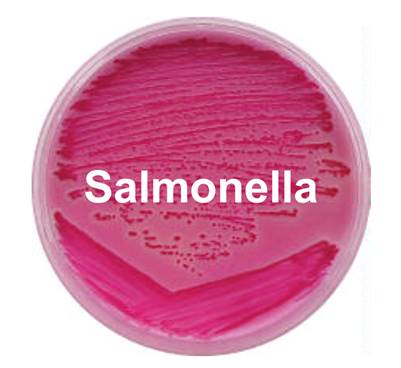 Саратовская МВЛ: В продукции из мяса кур бактерий из рода Salmonella не обнаружено