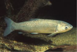 Ветлабораторией не обнаружены паразиты в мальках рыб