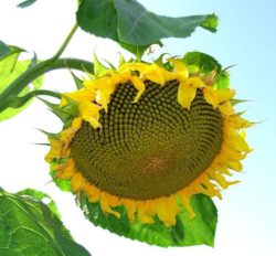  Некоторые рекомендации по возделыванию подсолнечника