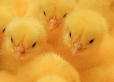 Состояние организма цыплят в норме!