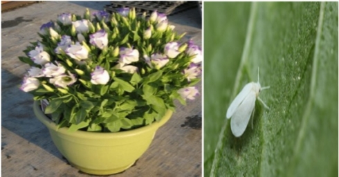 В партии среза цветов обнаружен карантинный вредитель — Табачная белокрылка 