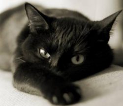 Особо опасные заболевания кошек