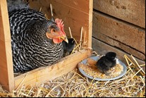 Уровень иммунитета к вирусу болезни Гамборо 80 – 100 %