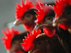 Саратовская лаборатория представляет результаты исследования сывороток крови от птицы на болезнь Ньюкасла