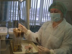 Возбудитель листериоза в пробах патологического материала от свиней не выделен