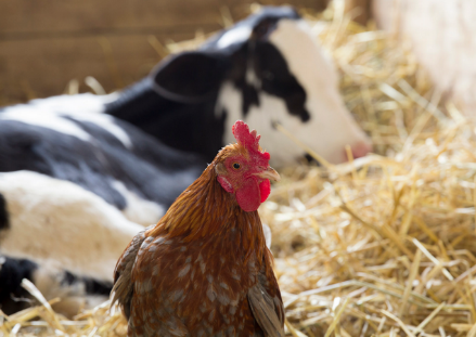 Генетический материал возбудителей опасных заболеваний животных и птиц в пробах не обнаружен