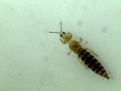 Обнаружение карантинного вредителя — Западного цветочного (калифорнийского) трипса (Frankliniella occidentalis Perg.) в подкарантинной продукции