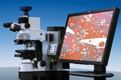 Саратовская МВЛ: Гистологический метод исследования позволяет идентифицировать состав мясных продуктов