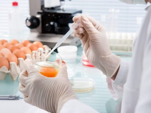 В отдел исследований Саратовской МВЛ поступили пробы инкубационного яйца для определения биологической полноценности и пригодности 