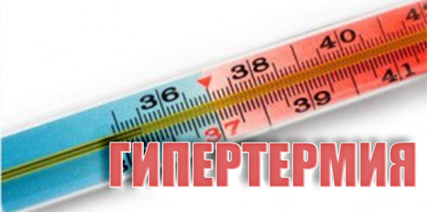 Аномальная жара вызвала гибель животных от гипертермии