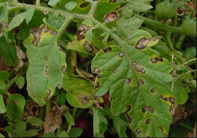 В ФГБУ «Саратовская МВЛ» поступили пробы частей растений и плодов для исследования на потивирус шарки слив