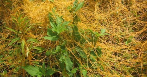 Семена карантинного объекта в почтовом отправлении