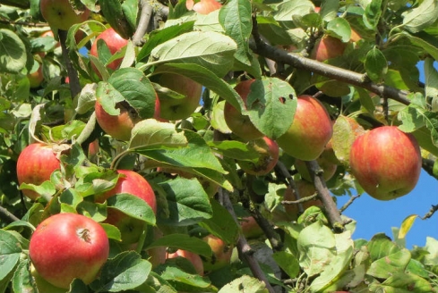 Результаты исследования на карантинные заболевания растений — генетический материал возбудителей не обнаружен