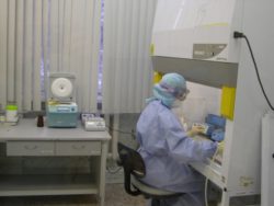 Выявлен низкий уровень иммунитета на грипп птиц и классическую чуму свиней