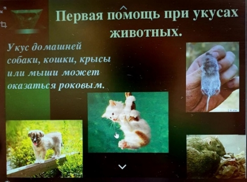 Первая помощь при укусах животных