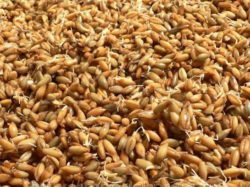 Пивоваренный ячмень хорошего качества