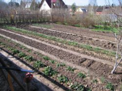 Приемы улучшения почв для владельцев приусадебных и дачных участков