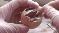 Возбудитель сальмонеллеза не выделен