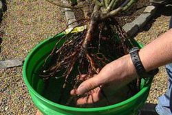 Оценка качества посадочного материала