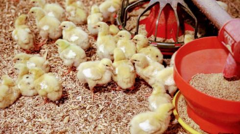 Комбикорма для цыплят соответствуют ГОСТу!