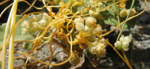 Саратовской лабораторией обнаружены семена повилики в специях