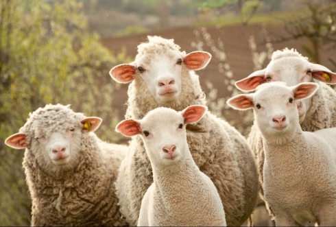 В ветлабораторию поступили пробы для исследования на блютанг методом ИФА