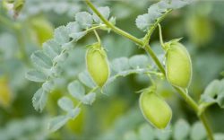 Нут в севообороте