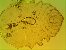 Выявление карантинных объектов в импортной продукции — Южноамериканской томатной моли и Тутовой щитовки
