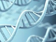 Генетический материал возбудителя африканской чумы свиней не обнаружен