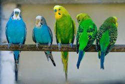 О проведенных исследованиях на орнитоз и сальмонеллез птиц!!!