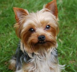 Установлена причина гибели собаки