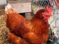 Пастереллез птиц