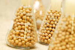 Соя как корм для животных