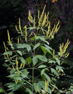 О проведенных исследованиях проб вегетирующих растений амброзии трехраздельной