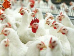 В саратовской ветлаборатории проведены исследования цыплят и кур на болезнь Гамборо