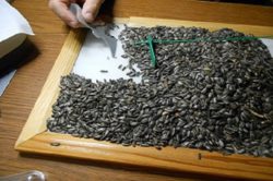 Подсолнечник не соответствует ГОСТу