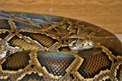 Возбудитель сальмонеллеза не выделен у трупа питона-альбиноса