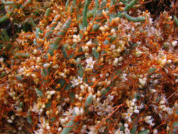 Семена повилики обнаружены в специях