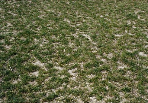 Специалисты ФГБУ «Саратовская МВЛ» занимаются выявлением солонцовых участков земли