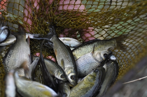 Возбудитель филометроидоза в пробах рыб не обнаружен