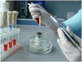 Саратовская МВЛ: В 49 пробах патологического материала от свиней возбудитель листериоза не выделен