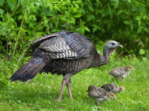У погибших индюшат диагностировали гистомоноз
