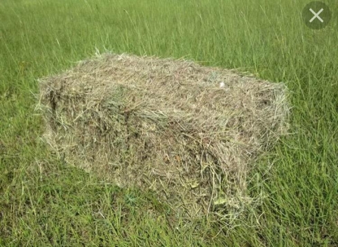 Отдел биохимических исследований Саратовской МВЛ: Сено соответствует ГОСТ