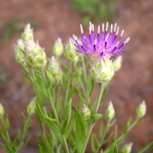 Саратовской лабораторией в пшенице продовольственной обнаружен карантинный объект