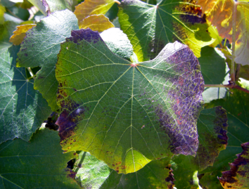 Саратовская МВЛ:  Одним из наиболее значимых макроэлементов для растительных организмов является фосфор