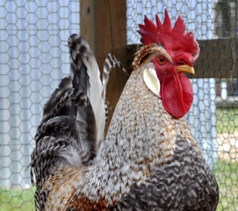 В отделе вирусологии и гематологии саратовской ветлаборатории проведено 138 исследований сыворотки крови от кур